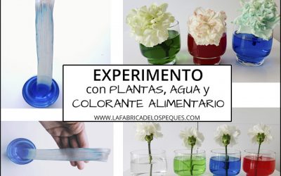 Experimento con plantas, agua y colorante alimentario.