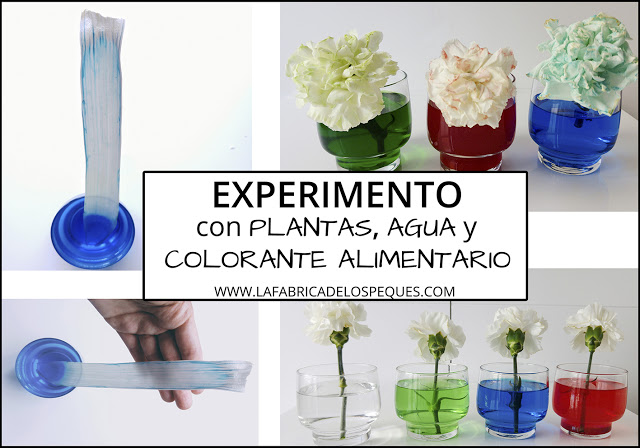 Experimento con plantas, agua y colorante alimentario.